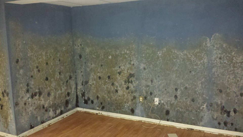 Mold Remediation Tampa- TampaBayMold.net Mold Removal Tampa 