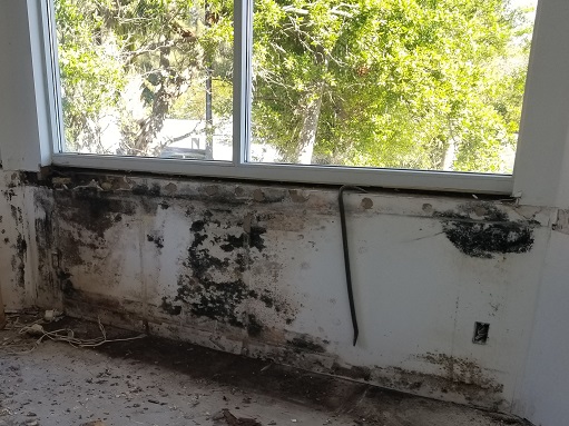 Mold Remediation Tampa FL - TampaBayMold.net