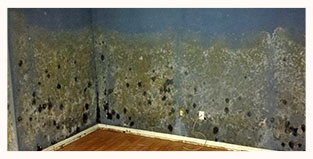 Madeira Beach FL Mold Removal pic